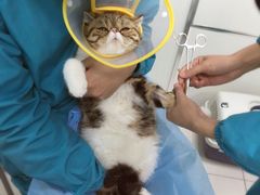 -纳吉亚猫专科动物诊疗中心(蒋宅口分院)
