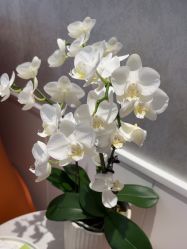 -YESIDO椰岛美容