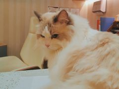 -宠爱国际动物医院·消化内科·心肾内科·ISFM猫友好(望京店)