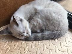 -李小姐の猫咖啡馆(五角场店)