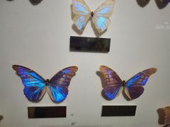 -上海昆虫博物馆