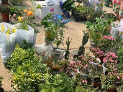 -中环花鸟鱼虫市场