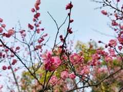 -杭州植物园