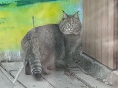 -青藏高原野生动物园