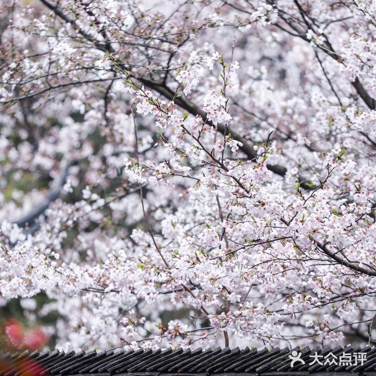 人间绝境‼️清冷至极‼️告诉你一个看樱花沒人的地方🌸
