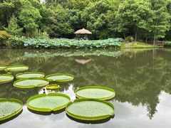 -上海滨江森林公园