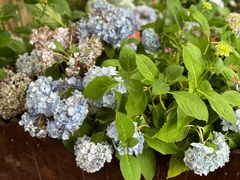 -一尺花园(安和花园店)