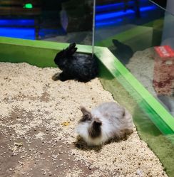 -未来动物城动物主题公园(大悦城店)