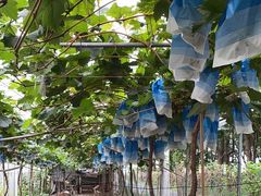 -马陆小张葡萄园农家乐