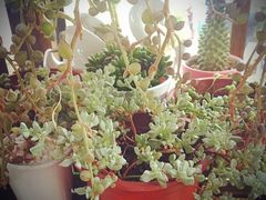 iphone_upload_pic-北平国际青年旅舍(南锣鼓巷店)