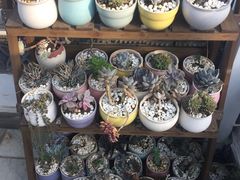 -蜜舍咖啡(洋人街店)