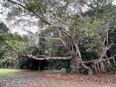 -中国科学院西双版纳热带植物园