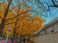 -三里屯东五街银杏大道