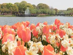 -上海鲜花港