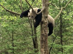 -都江堰中华大熊猫苑