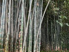 -望江楼公园