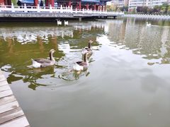 -雁滩公园