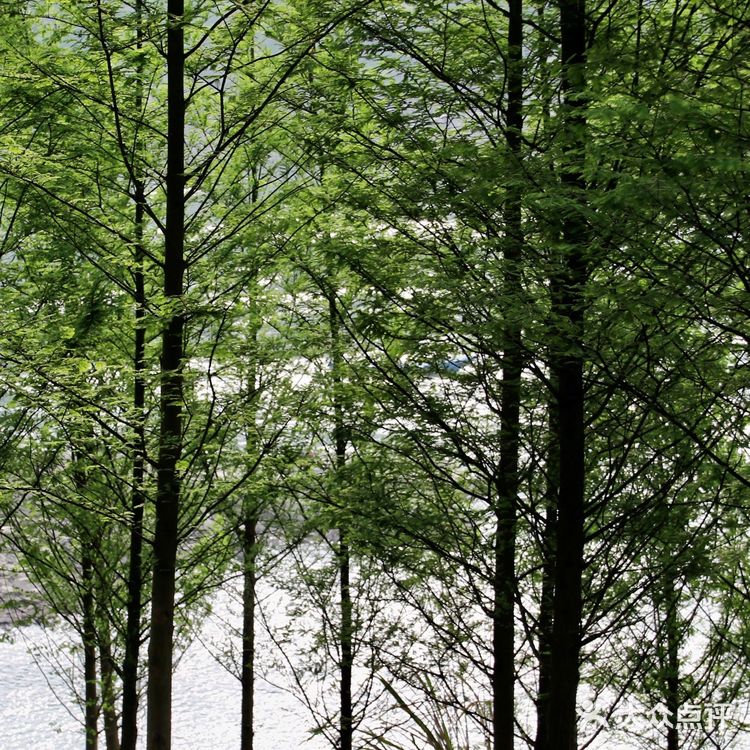 重庆踏青|小众打卡地-九曲河湿地公园