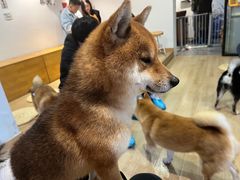 -南京Hallo宠物乐园·哈罗犬舍·柴犬繁育基地