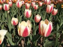 -长春公园(普阳街道)