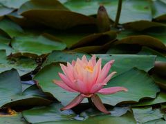 -白鹭湾湿地公园