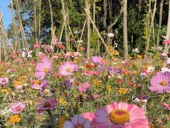 -上海共青森林公园