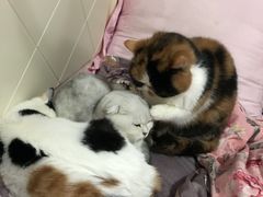 -瑞鹏瑞爱宠物医院·全科·猫科·血液透析中心(龙头寺店)