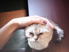 -李小姐の猫咖啡馆(五角场店)