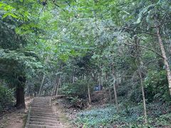 -上海佘山国家森林公园天马山园