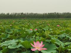 -西青郊野公园
