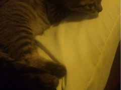 德福楼咖啡吧-德福楼咖啡吧(德福巷店)