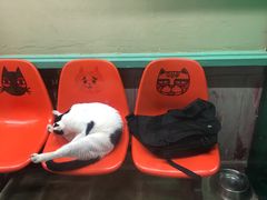 -猫咪博物馆(顶澳仔猫街店)