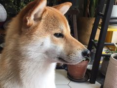 -About Bistro關於·泰式家庭料理