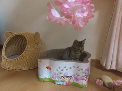 -猫音日语留学培训