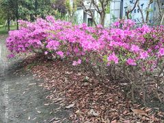 -广富林郊野公园