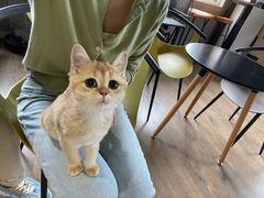 -东方名猫馆·英短金渐层布偶猫舍(环线广场1号楼店)