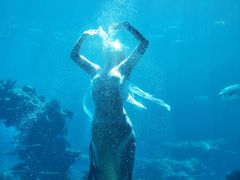 -涛·海底餐厅·美人鱼·自助餐·海底隧道(三亚海棠湾洲际度假酒店)