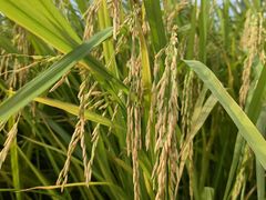 -光明小镇欢乐田园