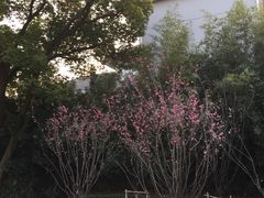 -泰州凤城河风景区-泰山公园