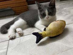 -lincat·猫舍(广州店)