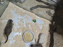 -上海大自然野生昆虫馆(东方明珠·爬宠昆虫探索中心)