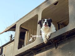 -超宠爱宠物摄影-Super pet