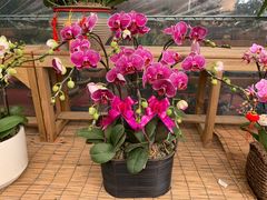 -龙大花卉苗木市场