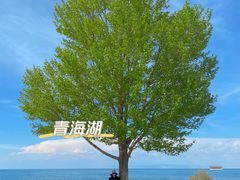 -青海湖国家重点风景名胜区