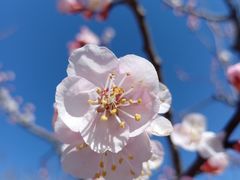 -北京鹫峰国家森林公园