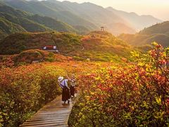 -大围山国家森林公园