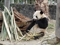 -都江堰中华大熊猫苑