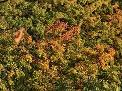 -吉林市朱雀山国家森林公园