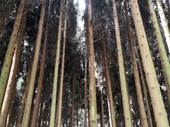 -武陵山森林公园