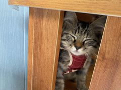 -纳吉亚猫专科动物诊疗中心(蒋宅口分院)